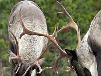 Caribou lock horns 6070
